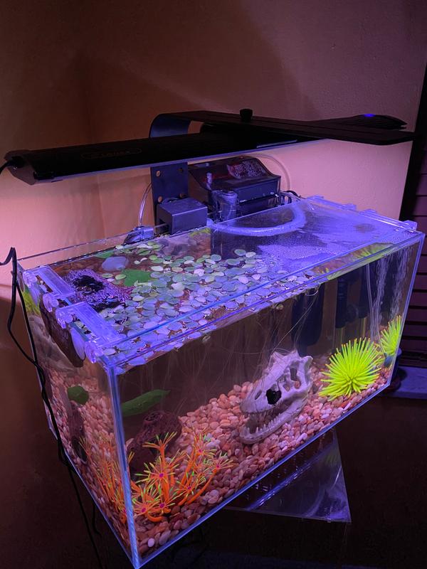 Jbj rimless desktop aquarium sale