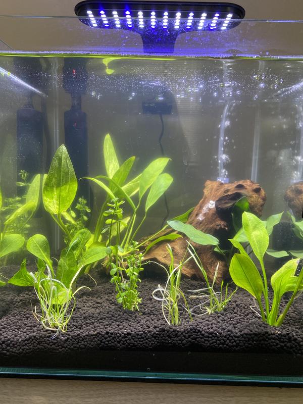 Fluval Plant and Shrimp Stratum, 8.8 lbs. | Petco