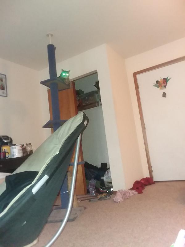 My kitty resting after enjoying her new nip