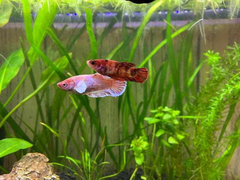 petco koi betta