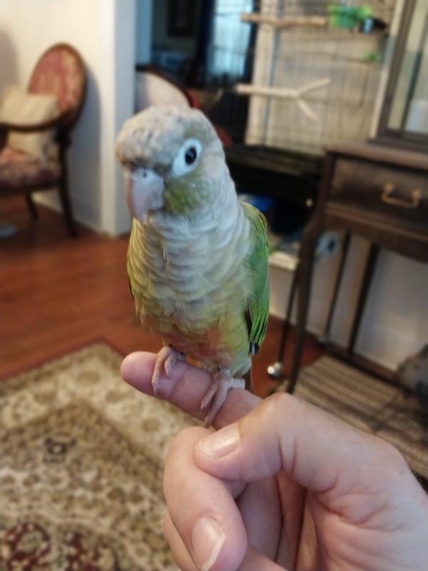 Jenday conure hotsell price at petco