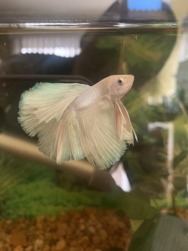 Omega 2025 one betta