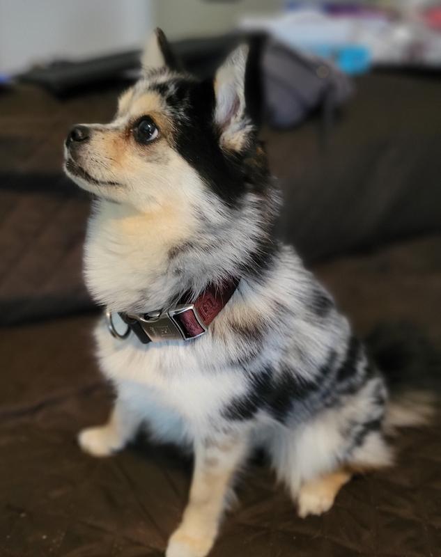 Pomsky: 2 years old, 9 lbs.