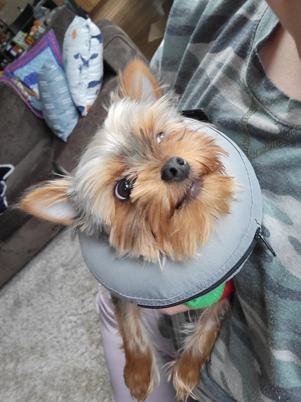 Inner tube outlet cone for dogs