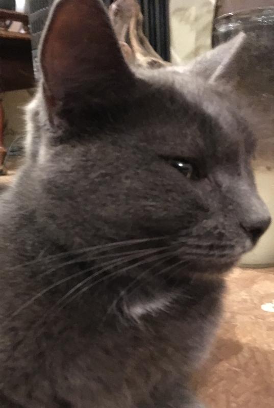 Silver, 8 year old. Like’s to be outside. Her skin & coat is so pampered.