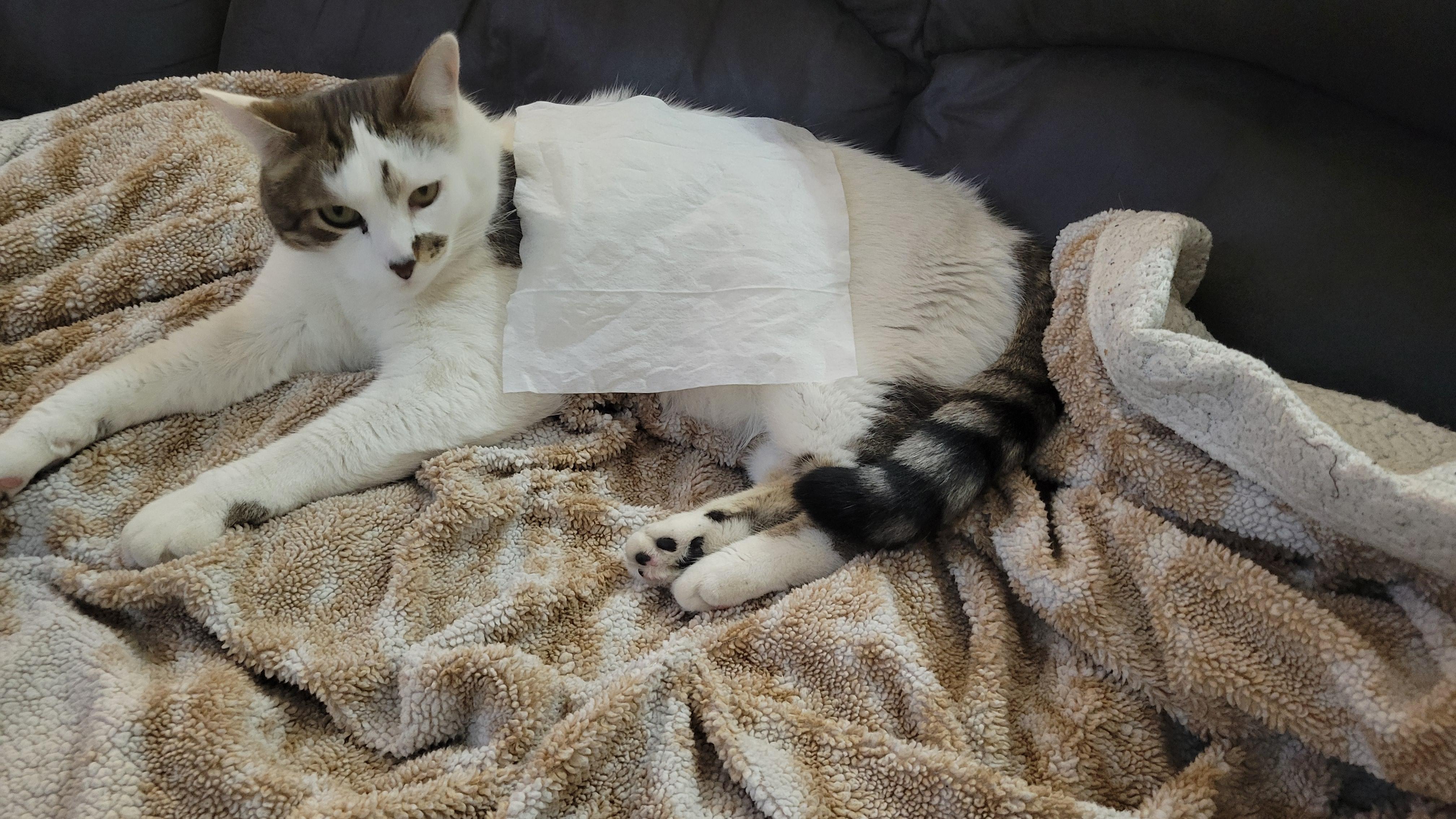 Well Good Hypoallergenic Cat Wipes Count of 100 Petco