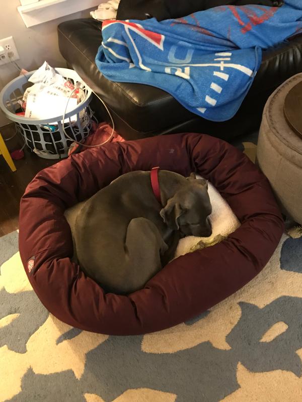 Nola loving her new bed!