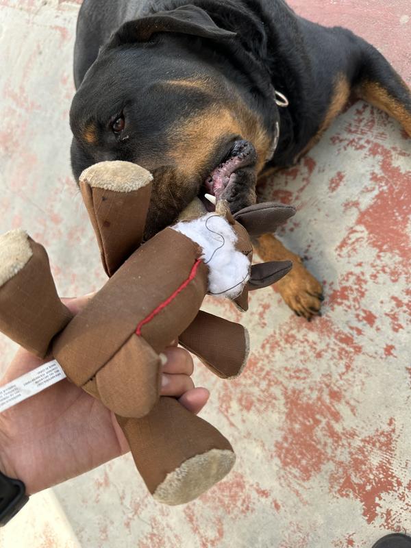 We don’t play tug of war but he loves it even if it’s broken