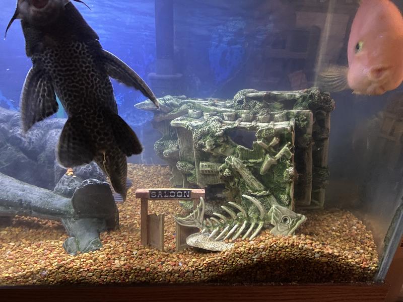 Would be perfect for bettas