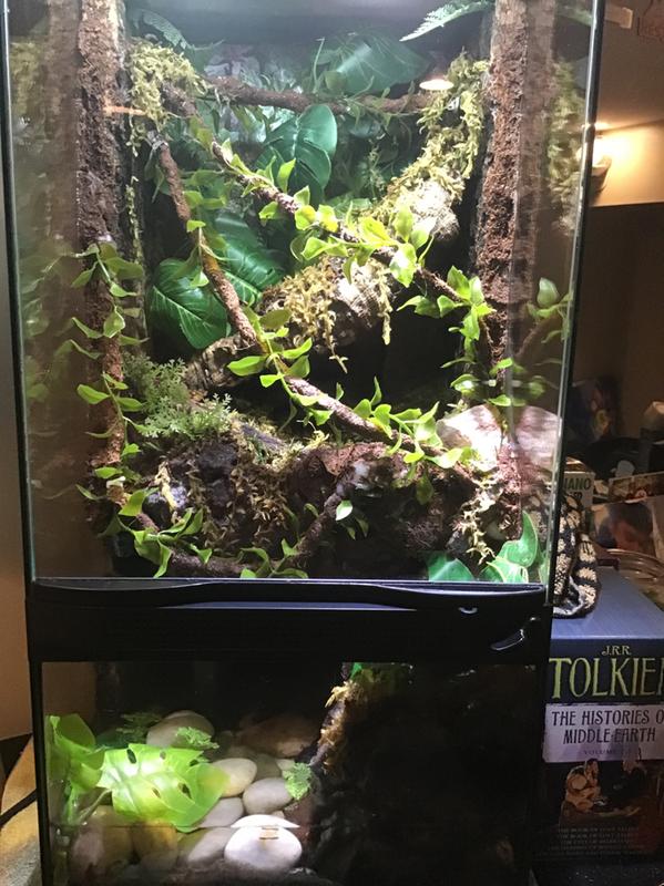 Eh, it’s ok got 2 boy green tree frogs