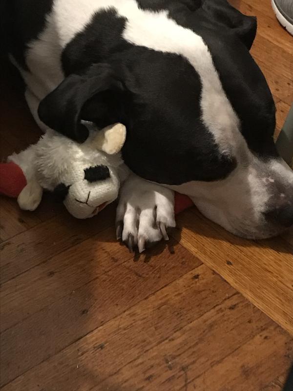 He loves his stuffies, but rips them to get the squeak out.