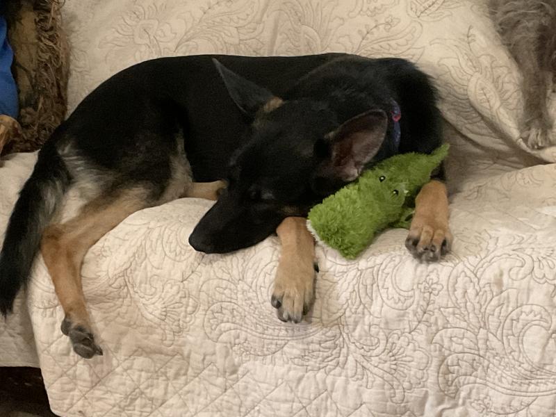 Her new sleeping buddy.