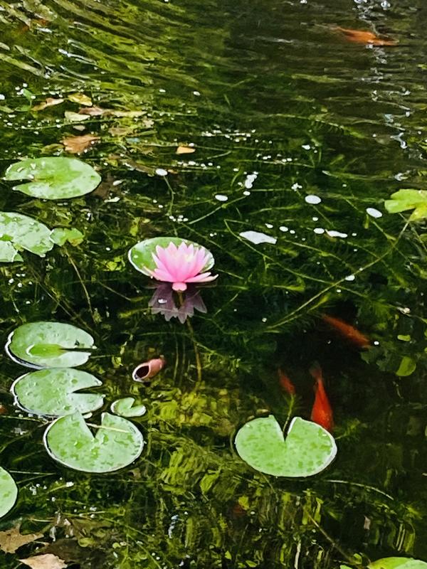 Feeder fish to beautiful goldfish