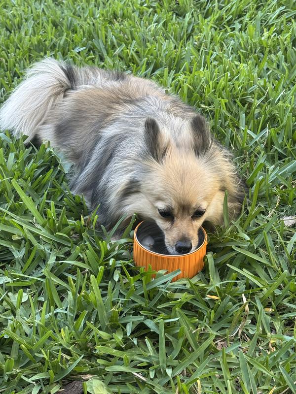 Using her bowl outside