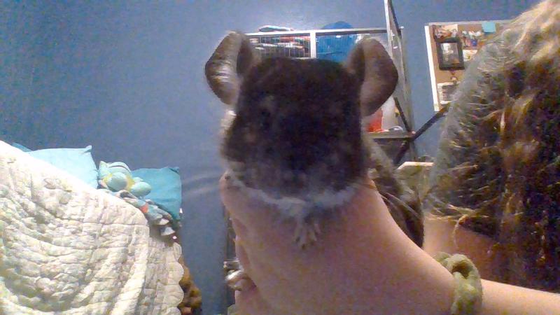 This is my Chinchilla!