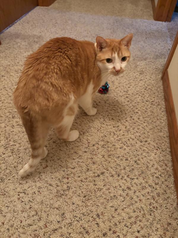 Odie with his crinkle ball