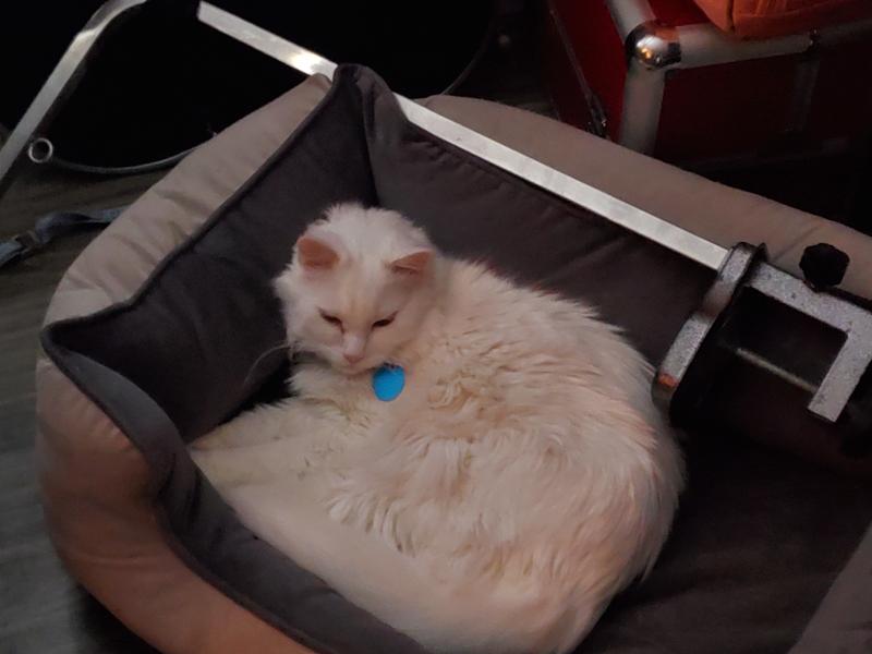 Dizzy my cat taking over his k9 siblings bed
