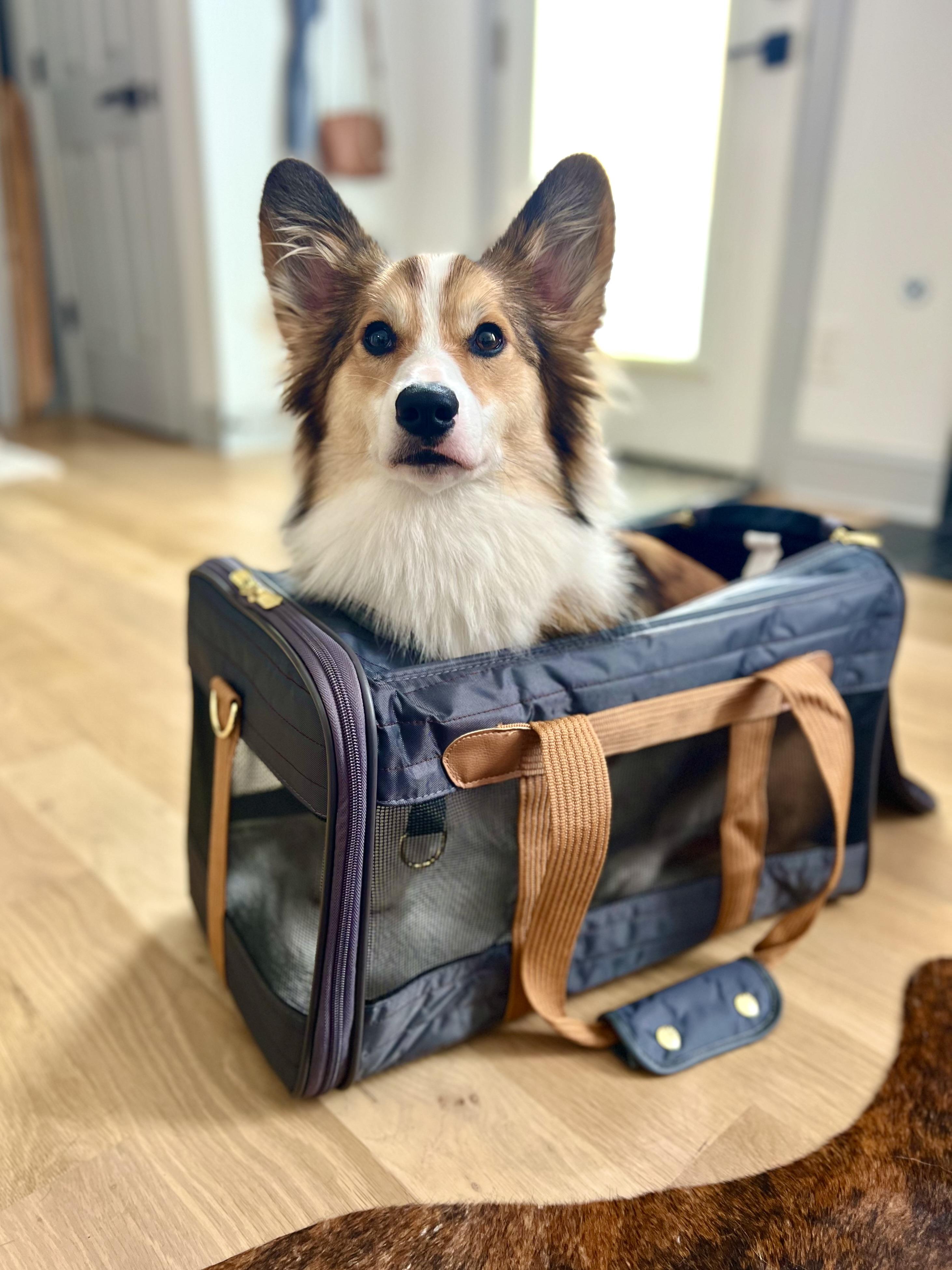 Sherpa Black & Camel Original Deluxe Airline Approved Travel Pet