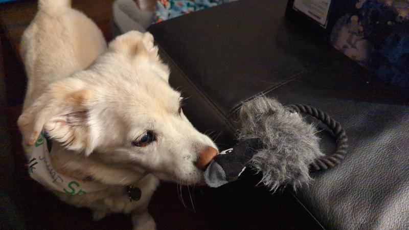 Dog nuzzling the goose toy.
