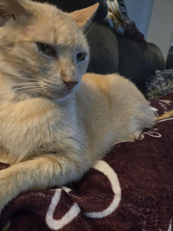 Cat tax