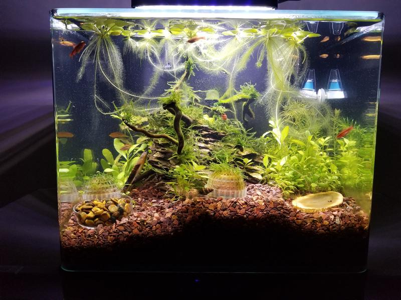 imagitarium 6.8 gallon aquarium