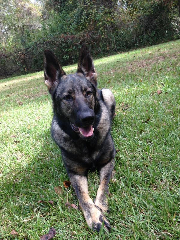 Good Lovin' Smoked Beef Rib Bone Chews for Dogs & Puppies