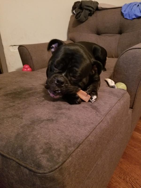 petco himalayan dog chew