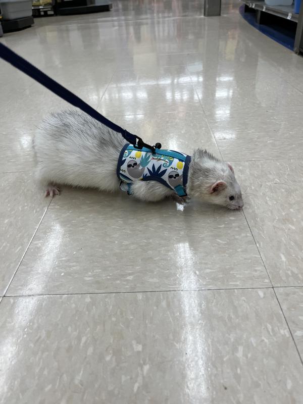 Ferret leash best sale