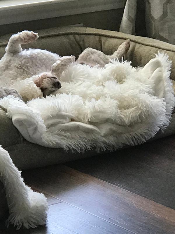 banbury & co dog bed