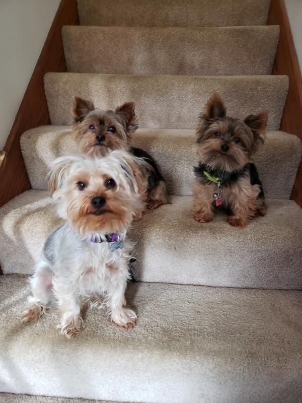 Photo - commentaire&nbsp;8.