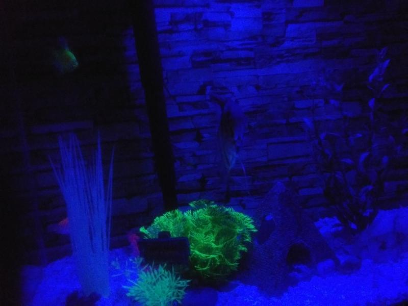Java Moss Plant