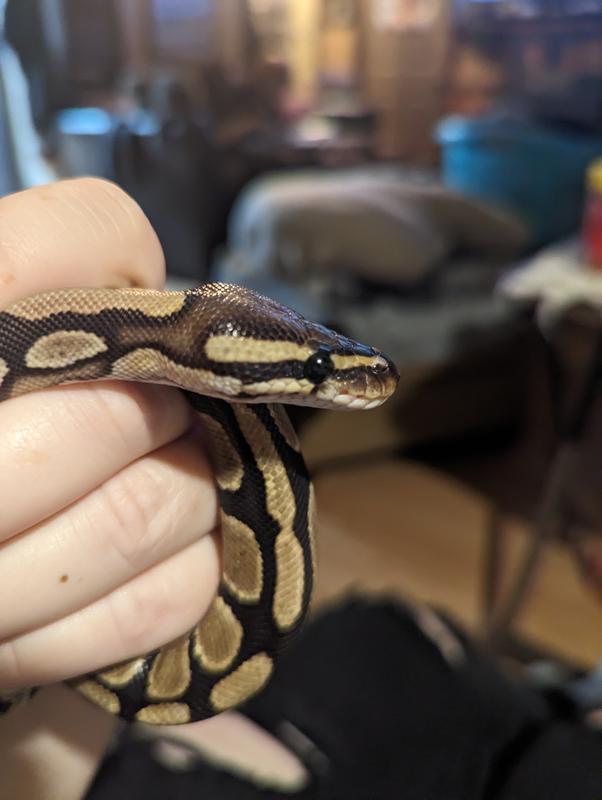 Bumblebee Ball Python Tote Bag