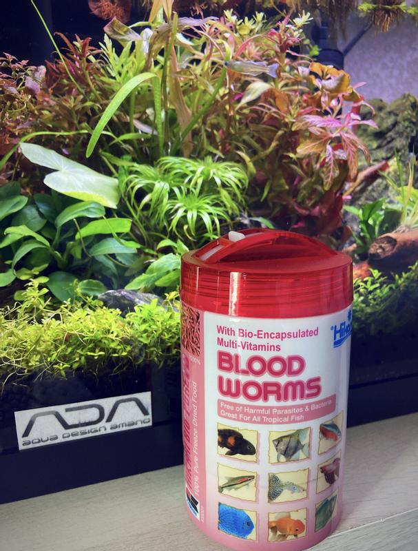 Hikari Bio-Pure FD BLOOD WORMS 12g/.42oz – Aquariums West