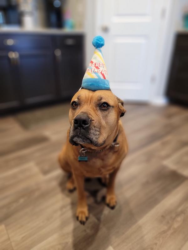 Dog birthday hat outlet petco