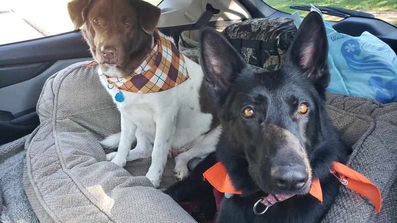 Eukanuba dogs ready for next adventure.
