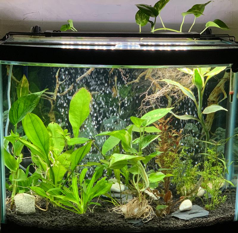 aquarium soil petco