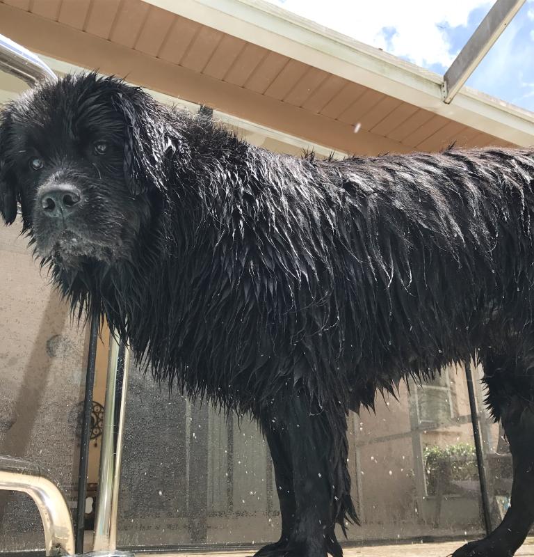 canidae grain free pure sky