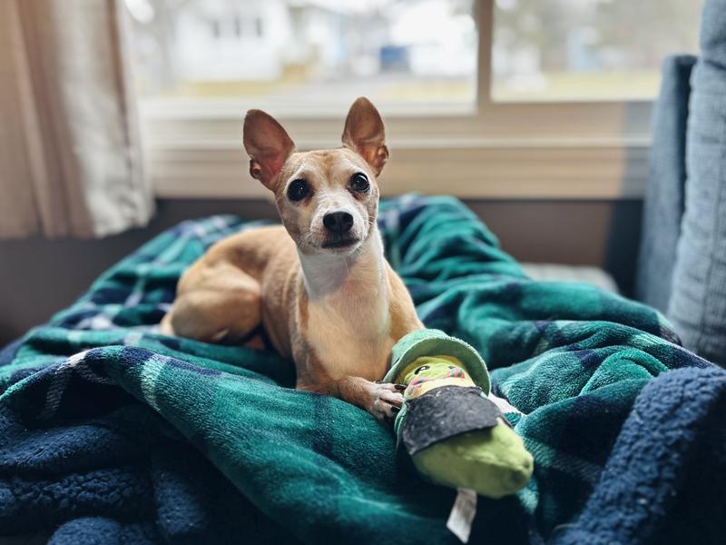 YOULY St. Patrick's Day Pickle Plush Dog Toy, Small | Petco