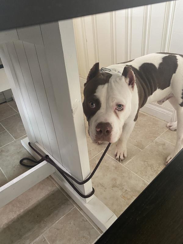 Well & Good Dog Eye Wipes, Tear Stain Remover, 100 Count