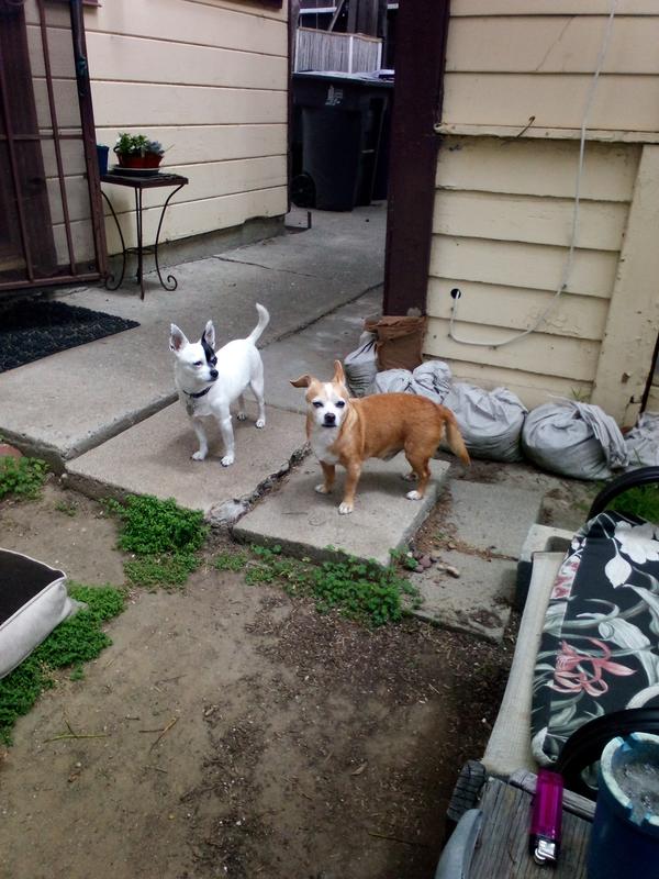 Freshpet Vital GrainFree Beef & Bison Dog Food 5 lbs