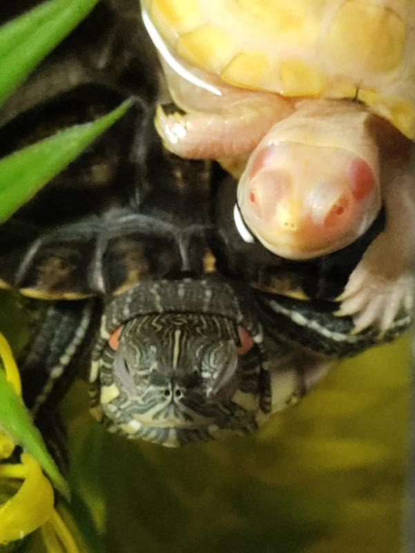 Petco red hot sale eared slider