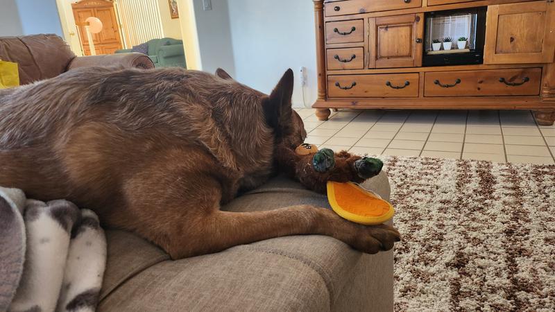 All tuckered out