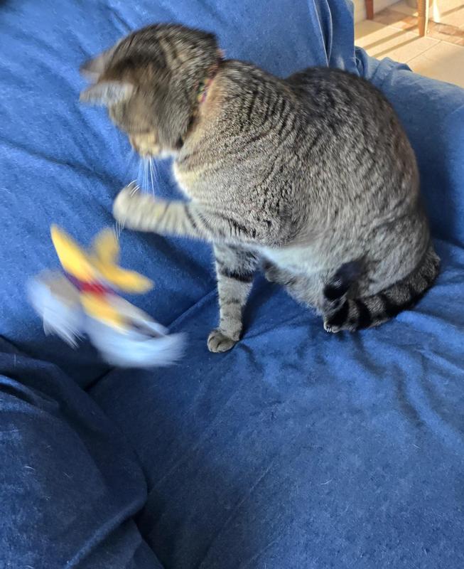 Boba kitty enjoying her new Sea Creature toy