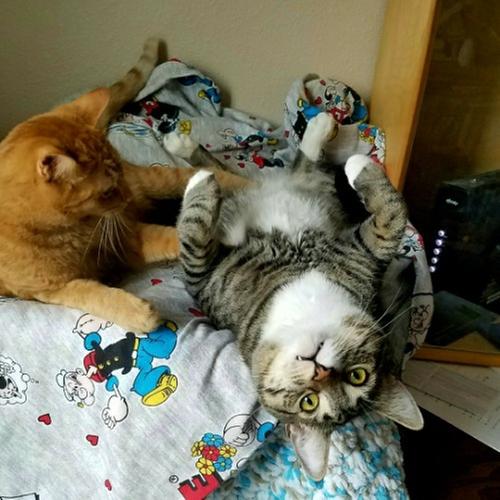 Bastion and mojo living the life...