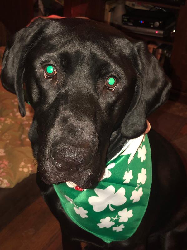 Gunner 15 months old. He loves bully sticks and cow ears. When I showed him these all the favorites in one he can’t get enough. He is very friendly energetic and outgoing and these bones sure keep him busy.