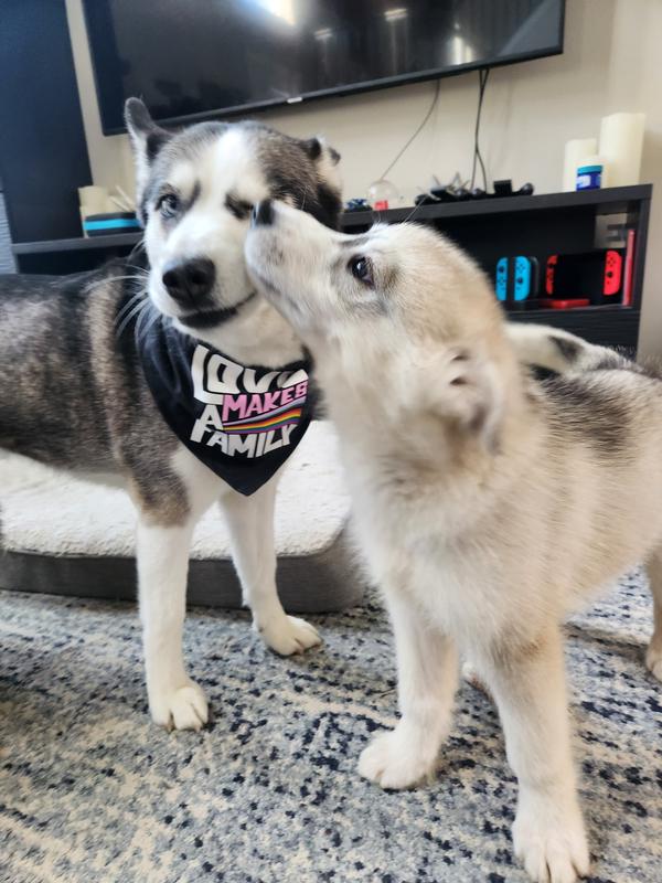 Black and white husky getting kiss attacked by beige husky puppy