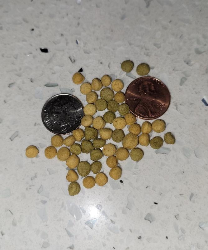 Size of pellets with penny and dime