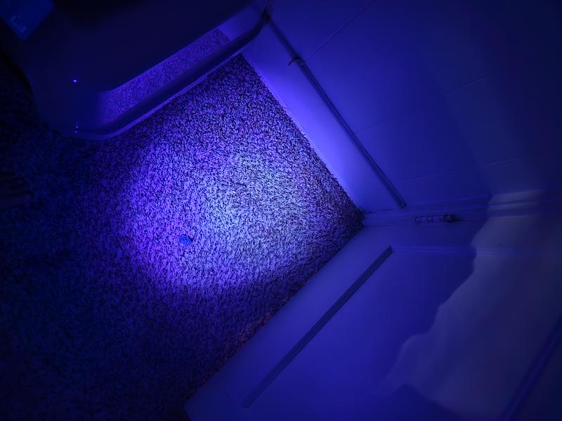 Using a Blacklight to Discover Dog Pee Accidents