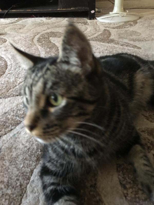 Meowser and his shorter hair