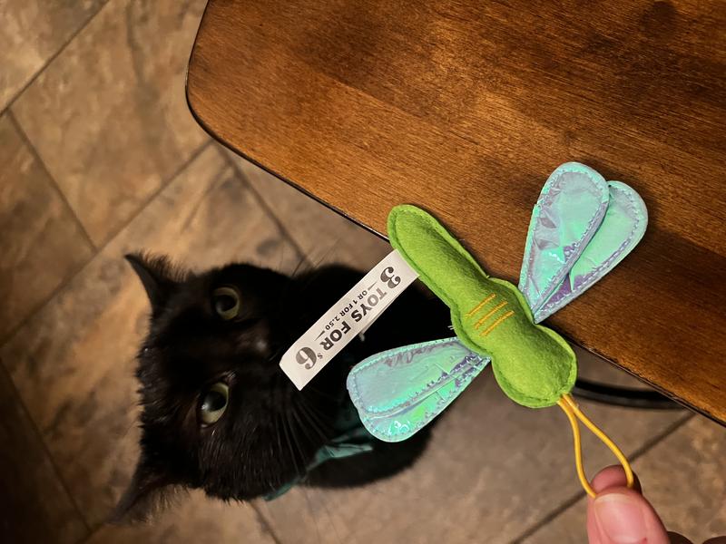 Cat investigating the toy.